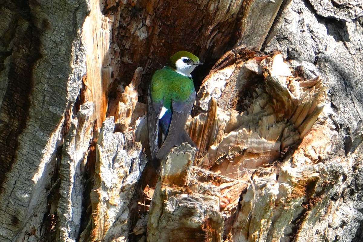 Violet-green Swallow - ML642482011