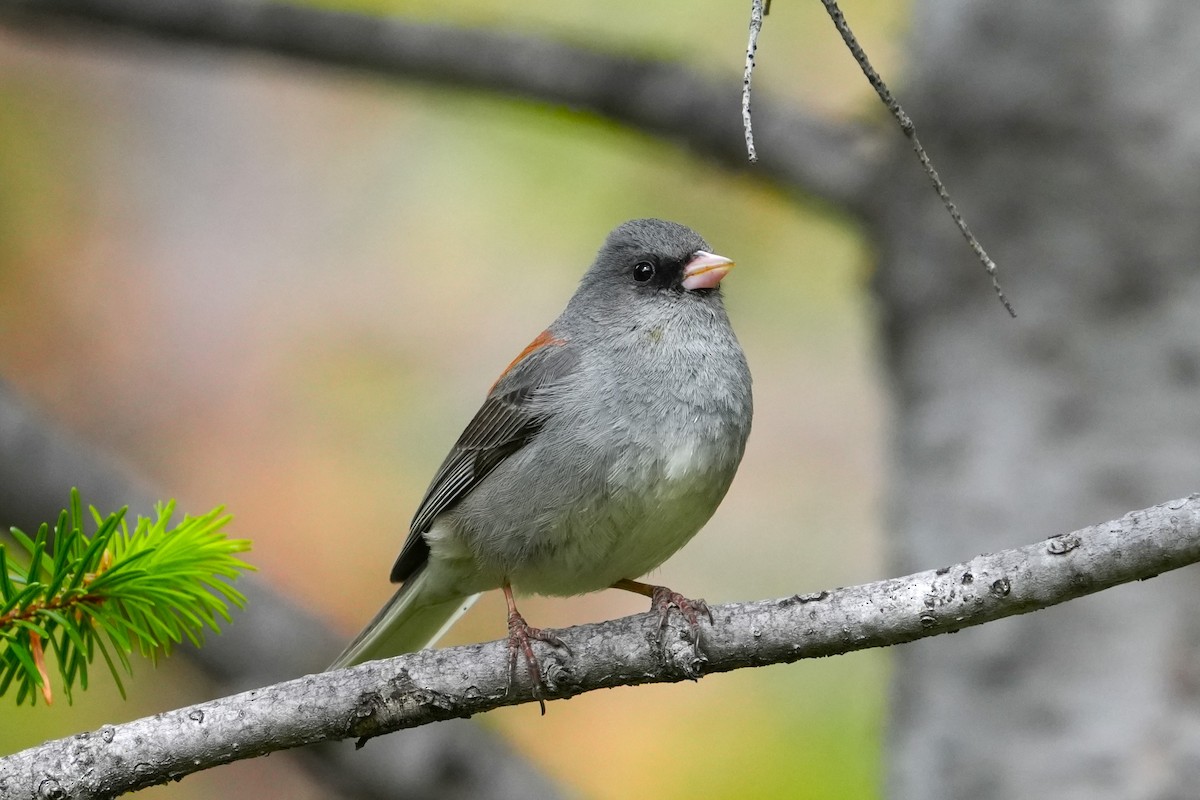 Dark-eyed Junco (Gray-headed) - ML642482042