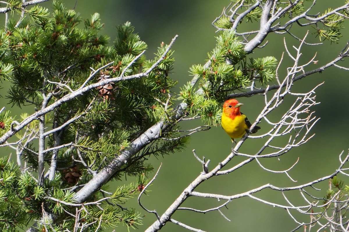 Western Tanager - ML642482049