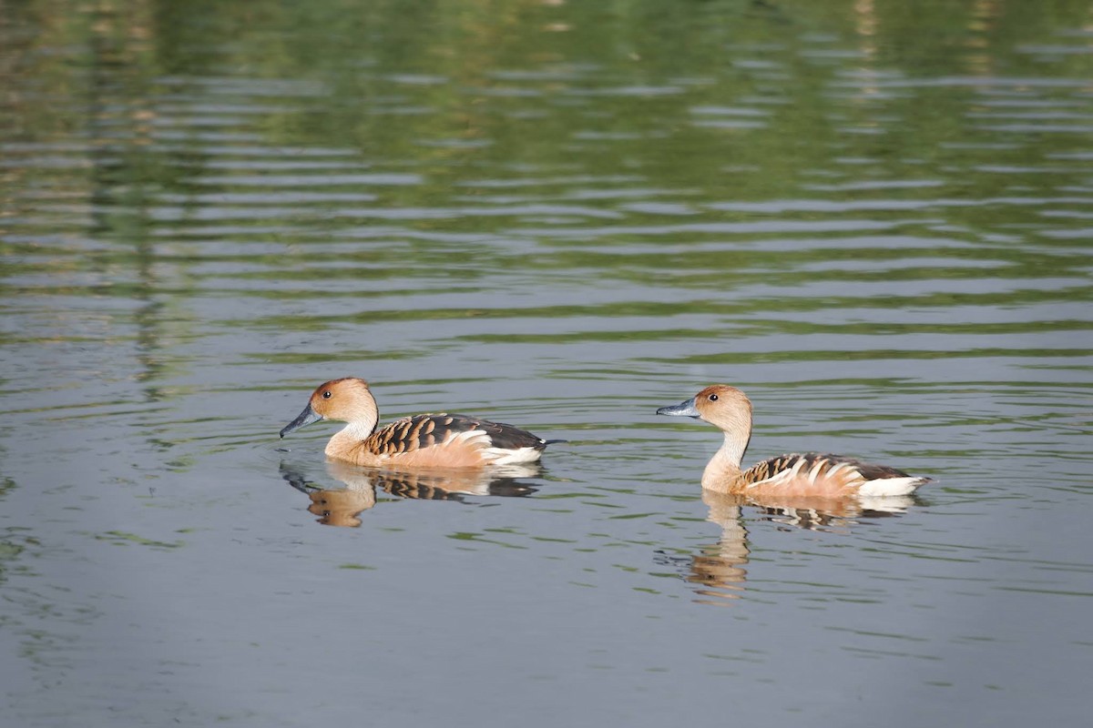 Fulvous Whistling-Duck - ML642482084