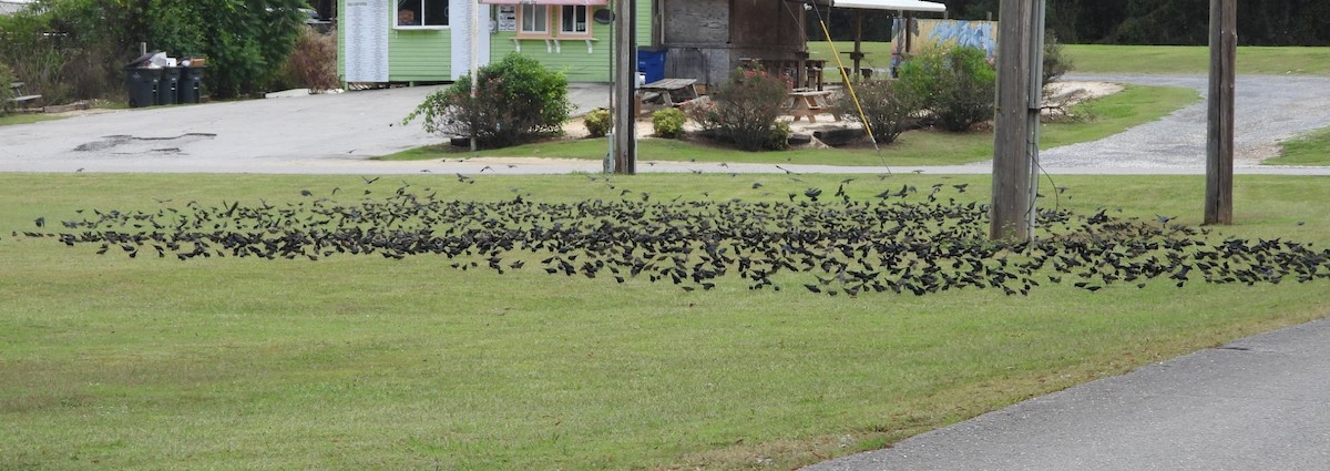 Brown-headed Cowbird - ML642482096