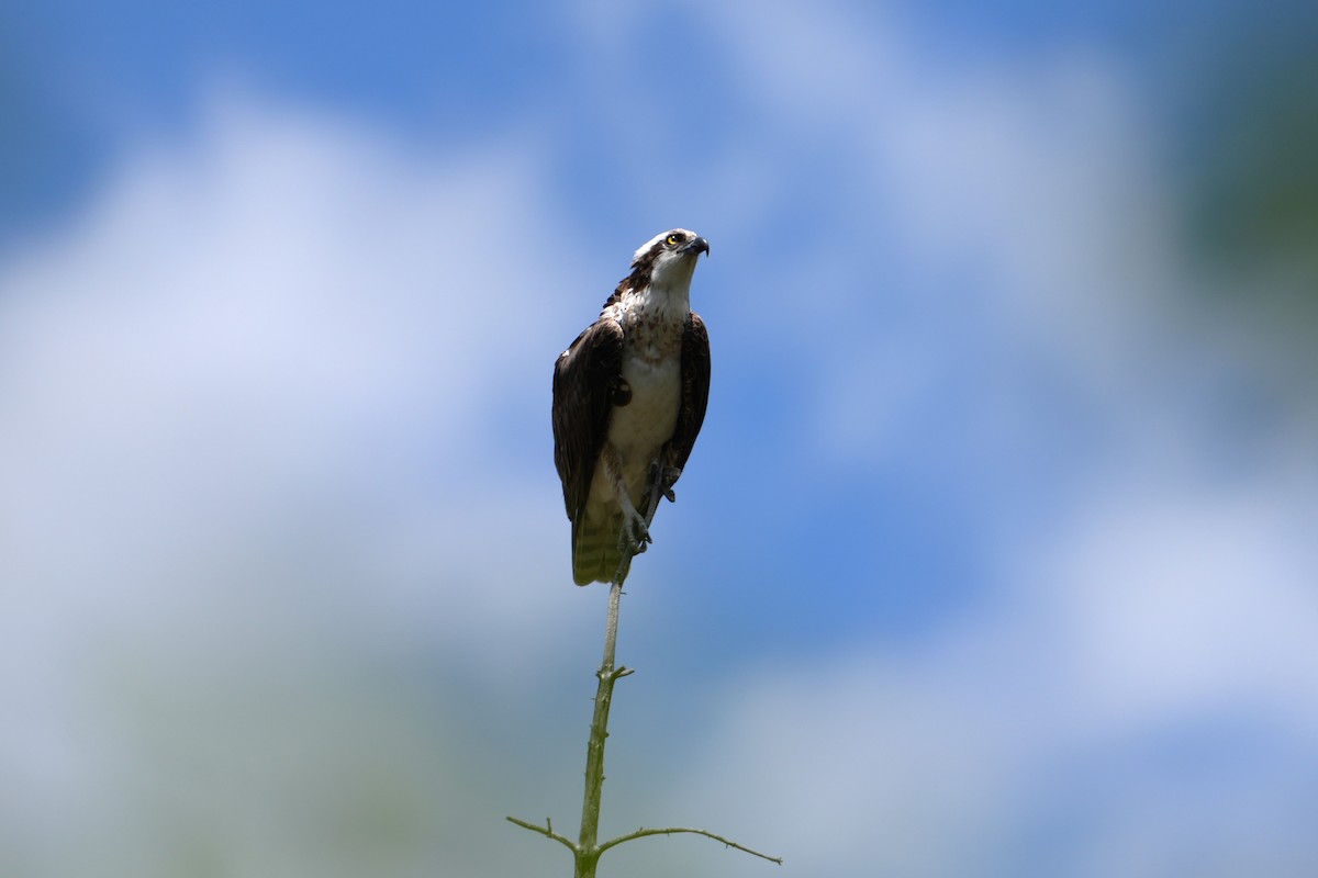 Osprey - ML642482101