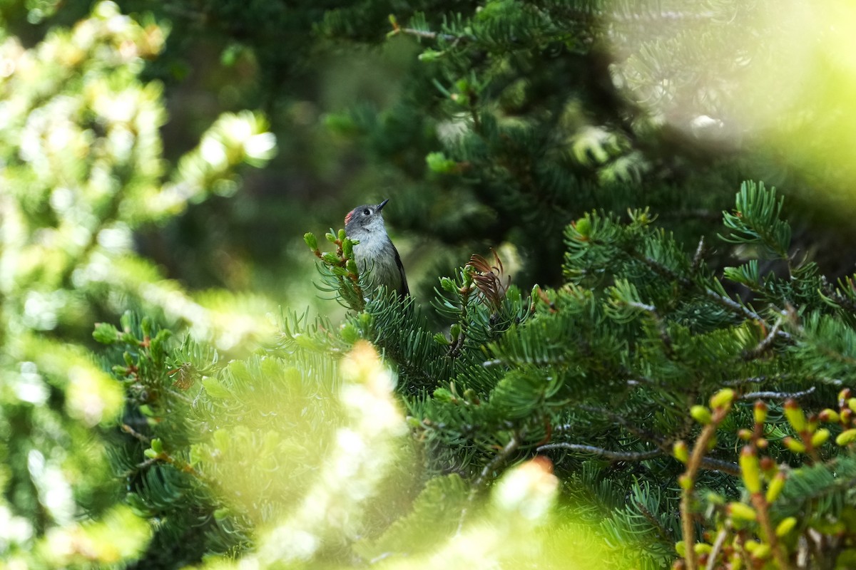 Ruby-crowned Kinglet - ML642482108