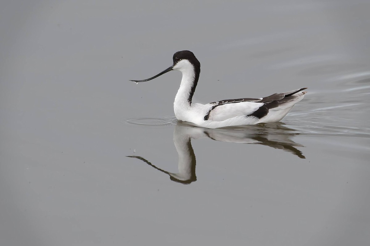 Avocetta - ML642482109