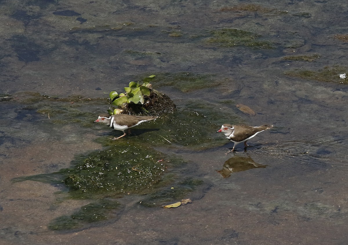 Three-banded Plover - ML642482114