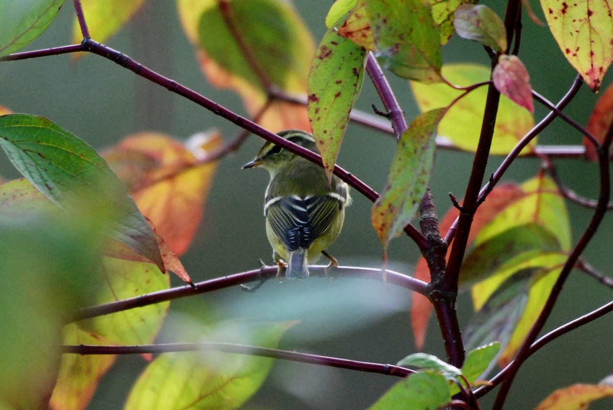 Yellow-browed Warbler - ML642482118