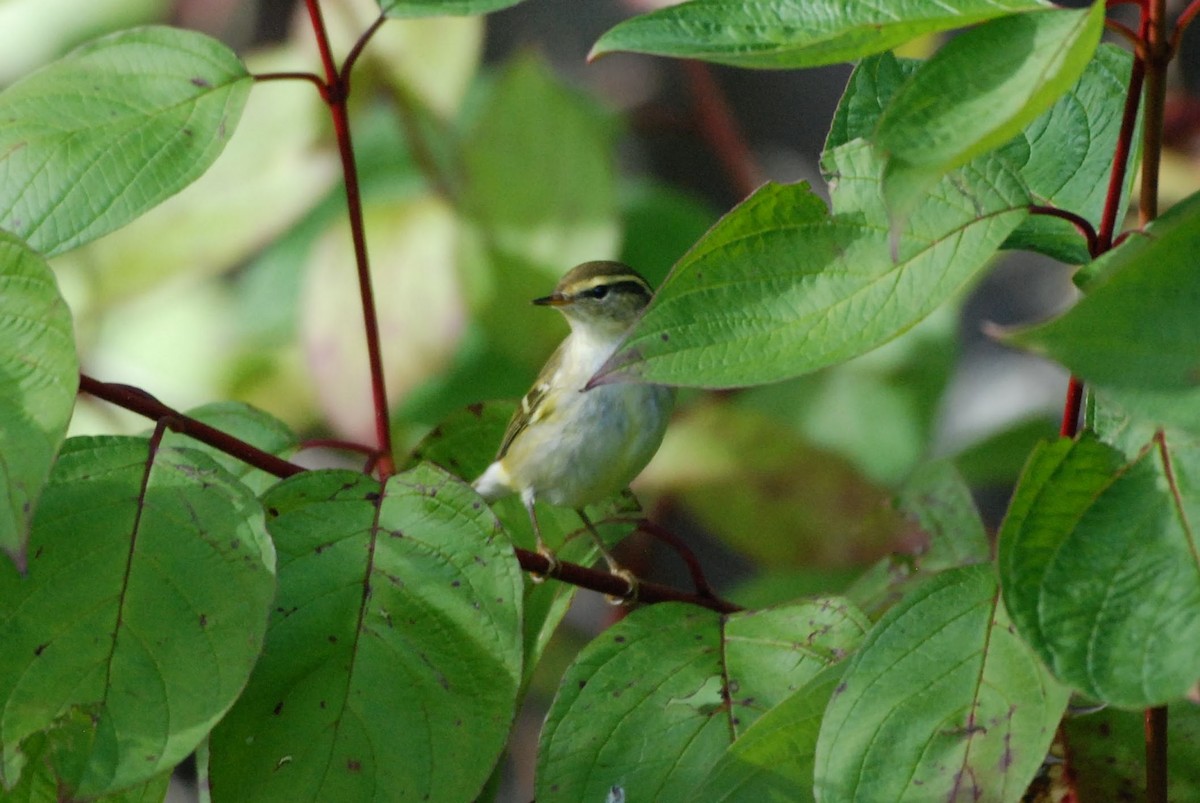 Yellow-browed Warbler - ML642482119