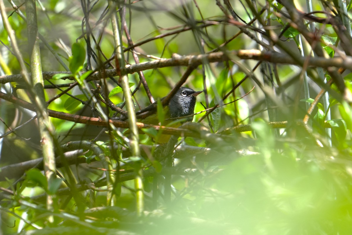 MacGillivray's Warbler - ML642482120