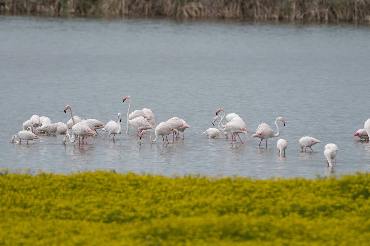 Fenicottero - ML642482132