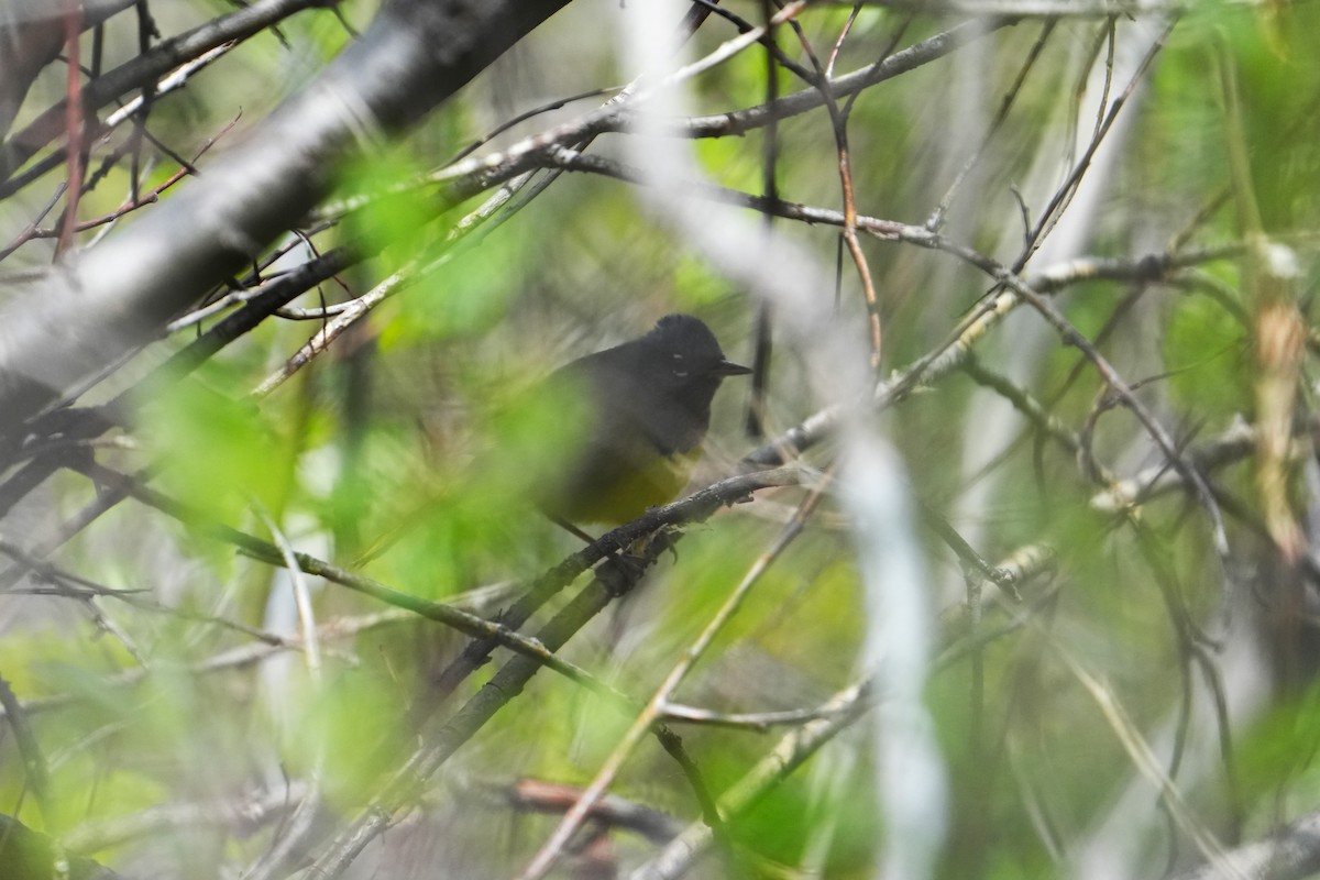 MacGillivray's Warbler - ML642482134