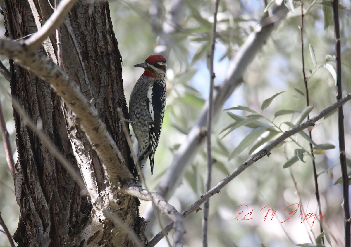 Red-naped Sapsucker - ML642482138