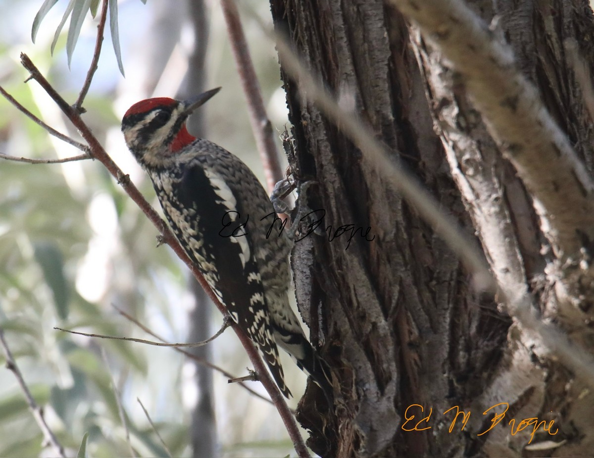 Red-naped Sapsucker - ML642482139
