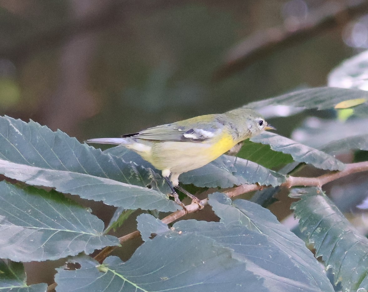 Northern Parula - ML642482140