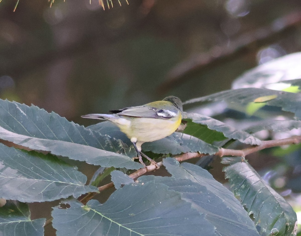 Northern Parula - ML642482141