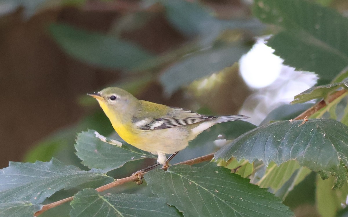 Northern Parula - ML642482142