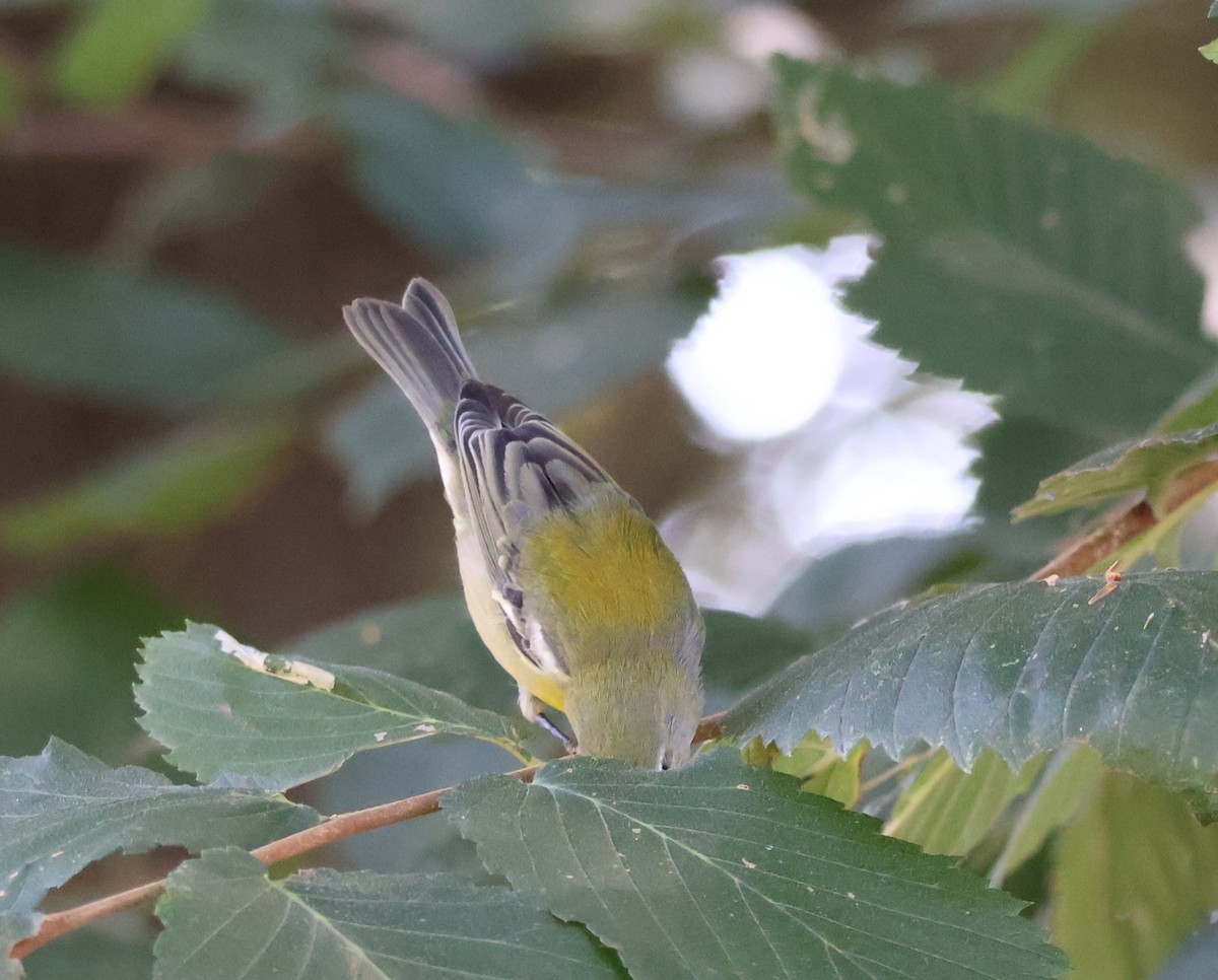 Northern Parula - ML642482143