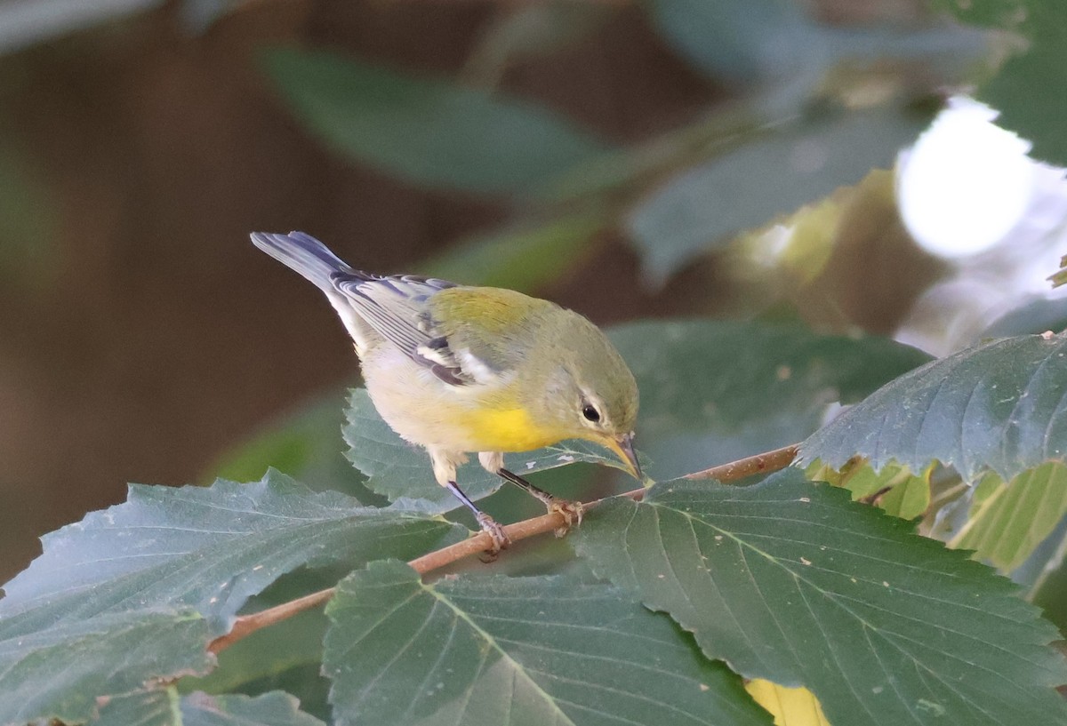 Northern Parula - ML642482144