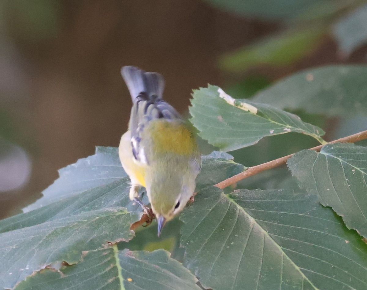 Northern Parula - ML642482145