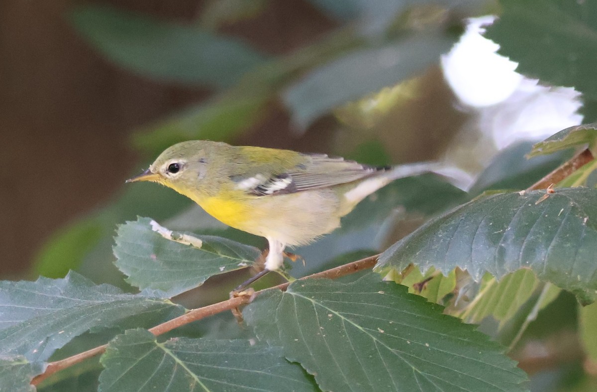 Northern Parula - ML642482146