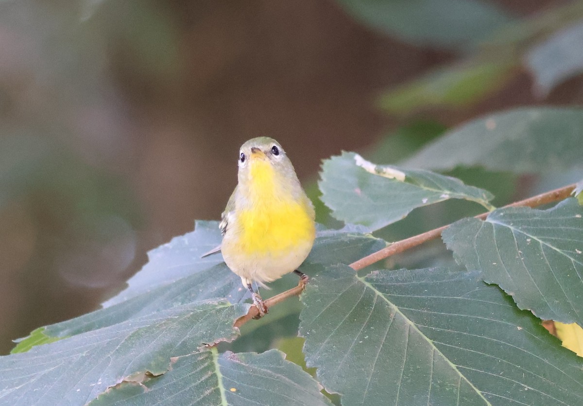 Northern Parula - ML642482147