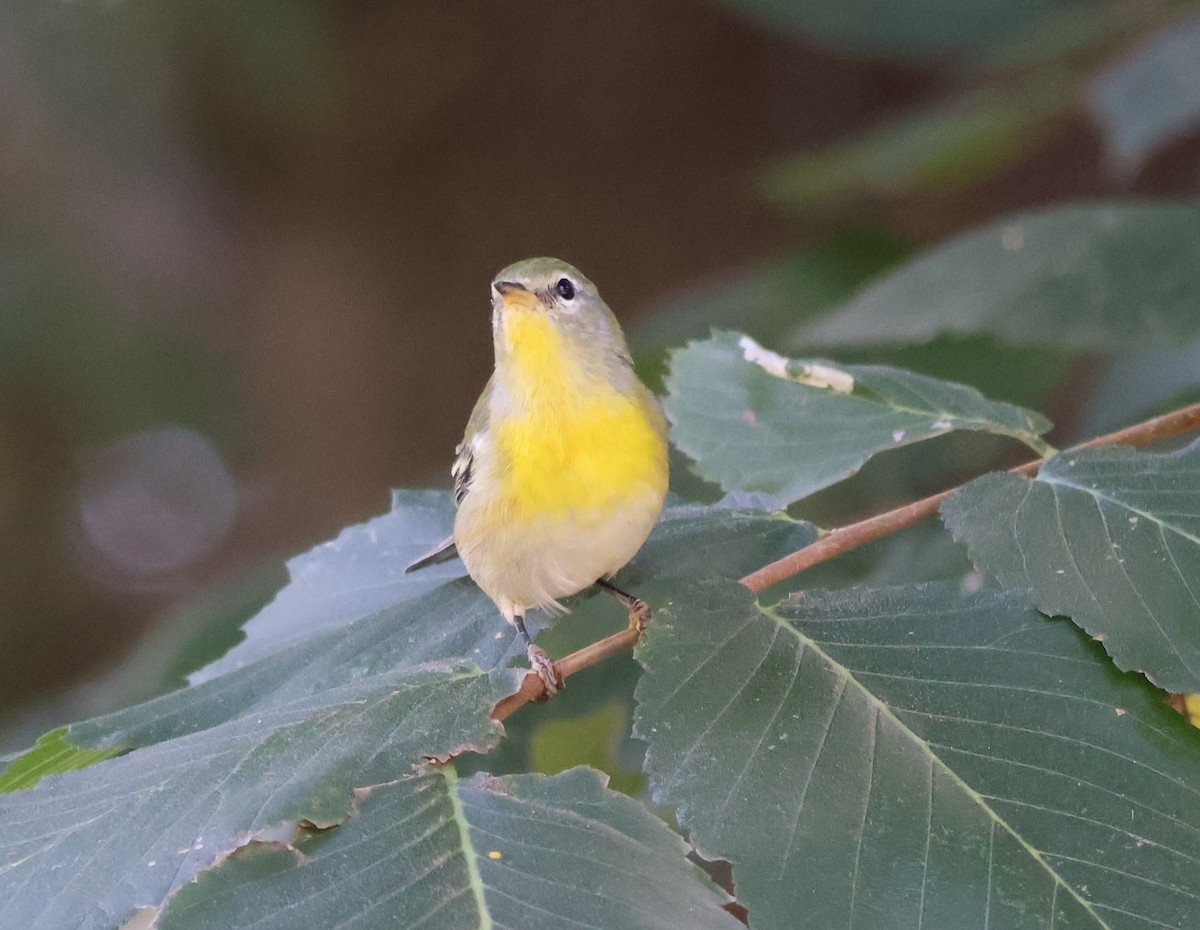 Northern Parula - ML642482148