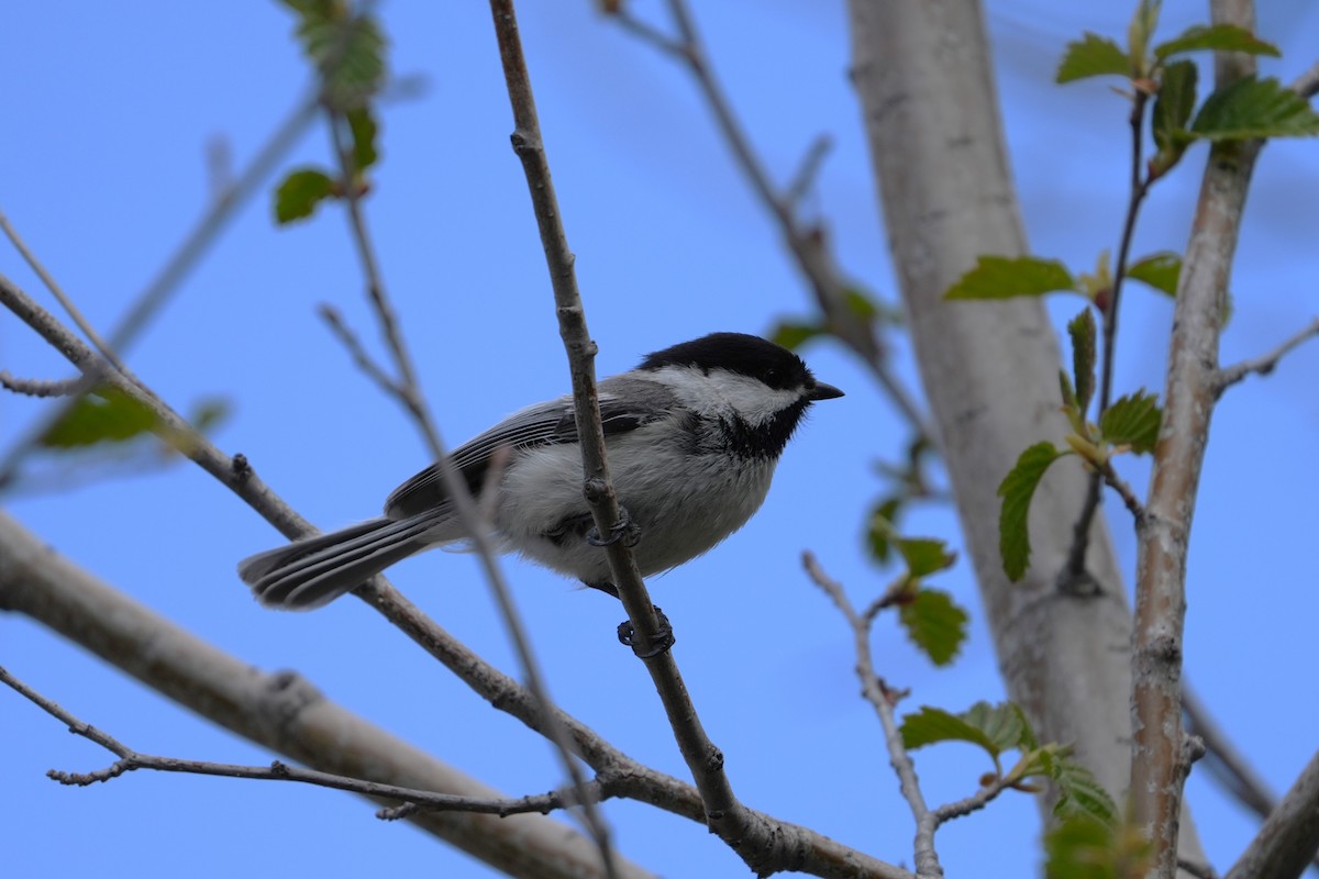 Black-capped Chickadee - ML642482150