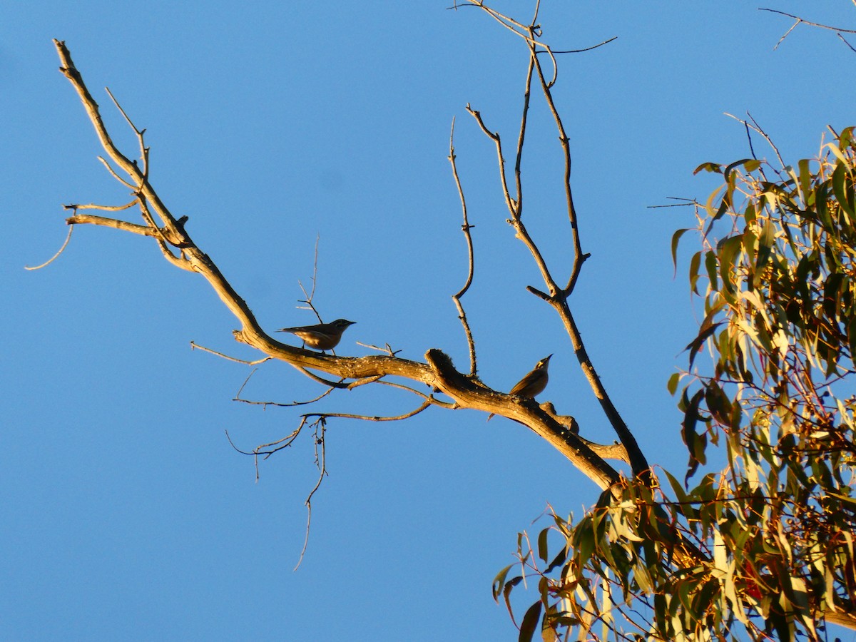 Yellow-faced Honeyeater - ML642482155