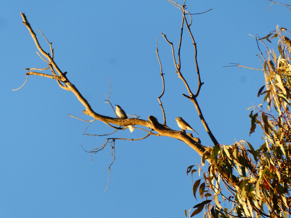 Yellow-faced Honeyeater - ML642482162
