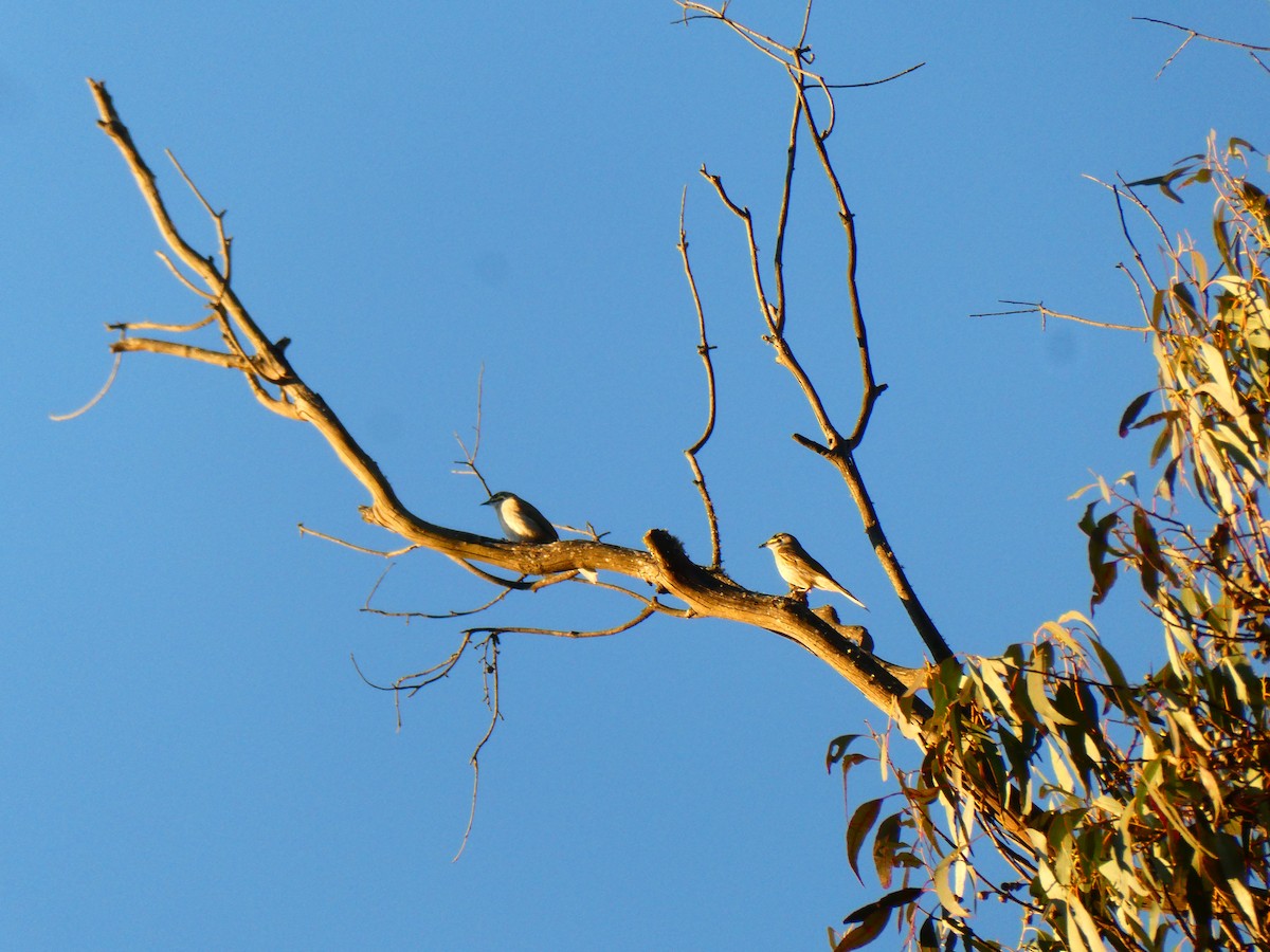 Yellow-faced Honeyeater - ML642482164