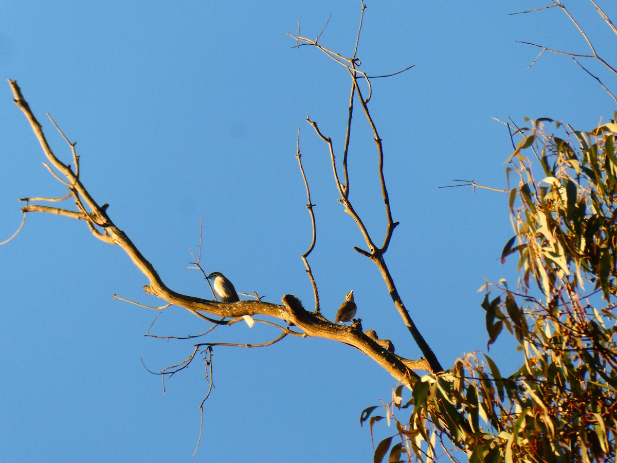 Yellow-faced Honeyeater - ML642482165