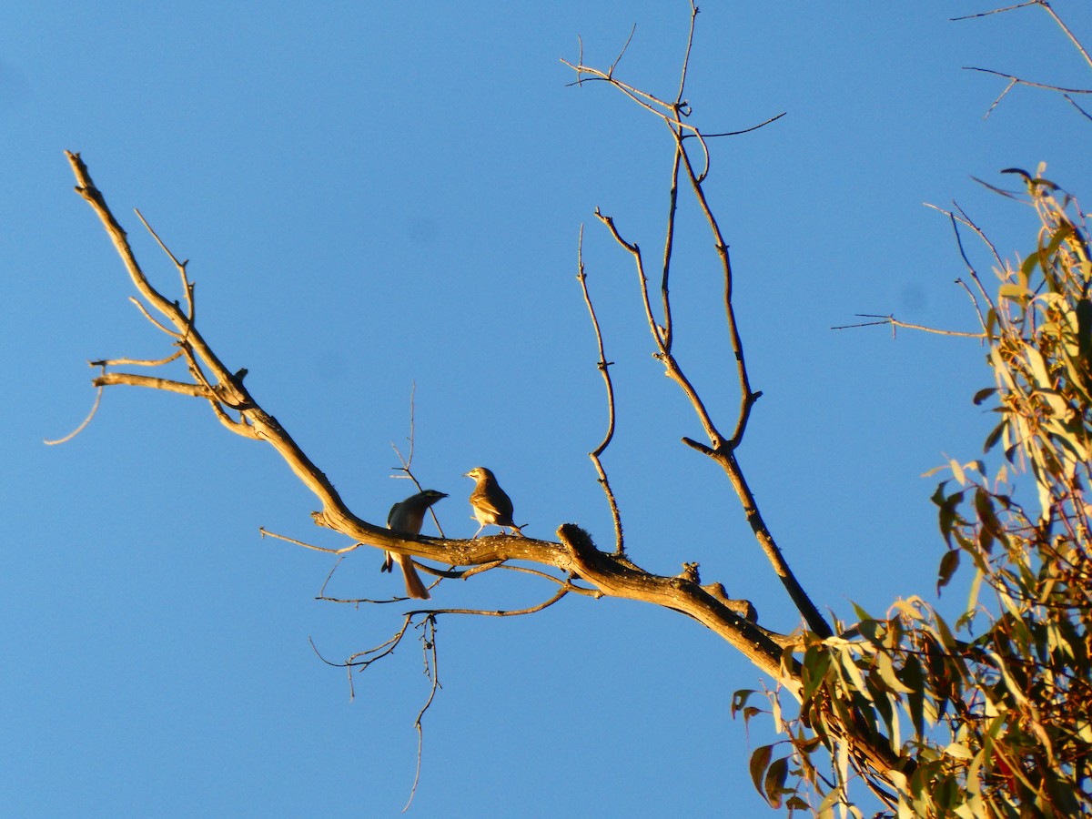 Yellow-faced Honeyeater - ML642482172