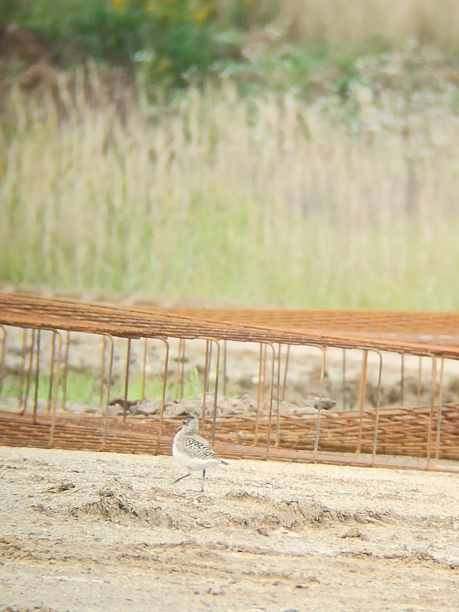 Буурал сүвээ цагаан - ML642482173