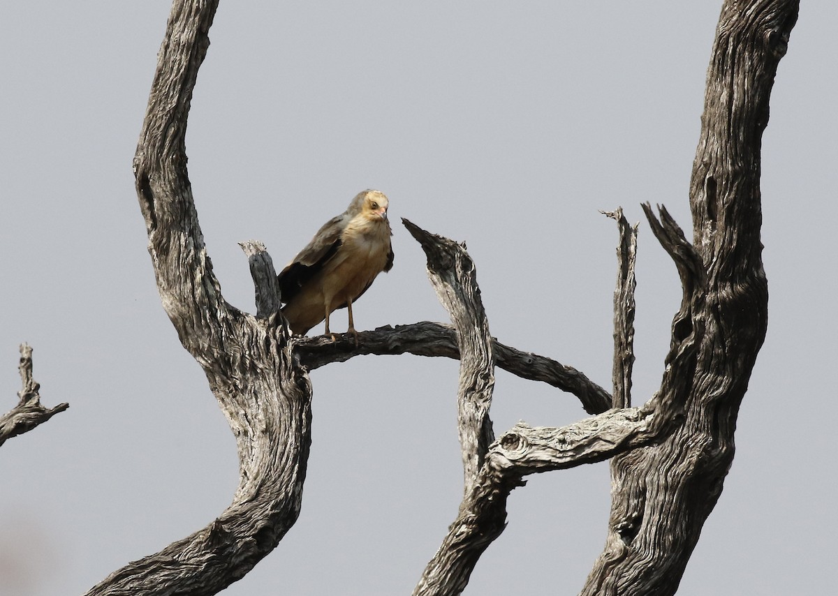 African Harrier-Hawk - ML642482179