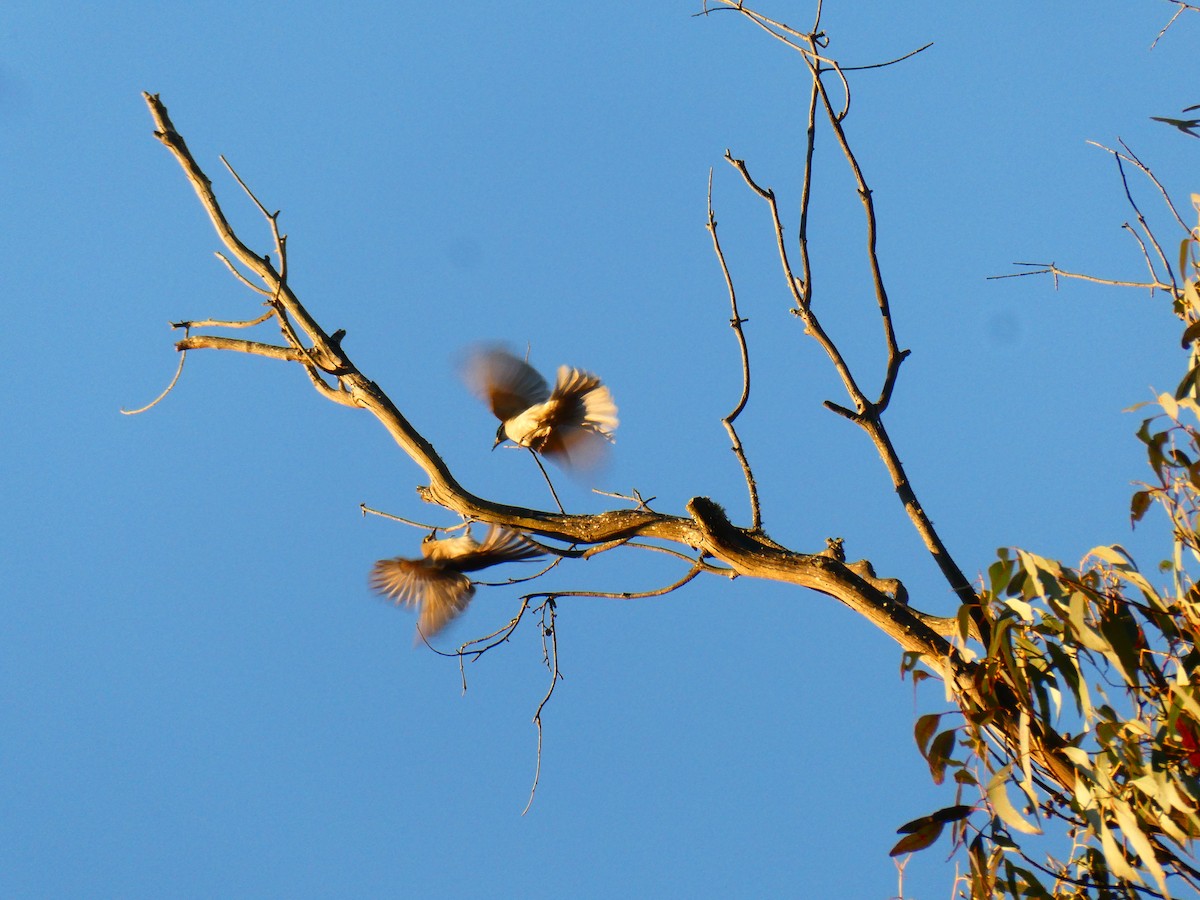 Yellow-faced Honeyeater - ML642482183