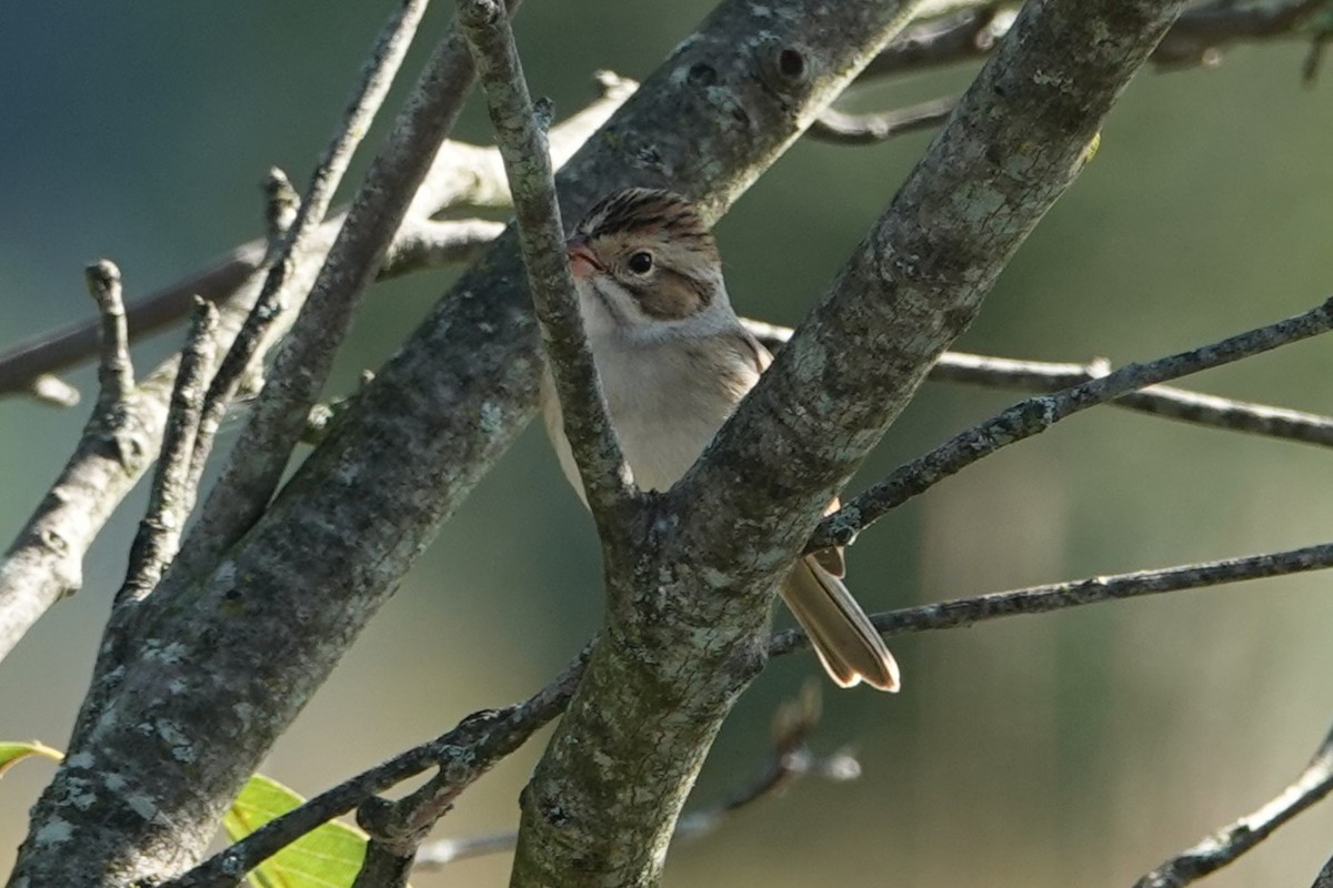 Clay-colored Sparrow - ML642482185