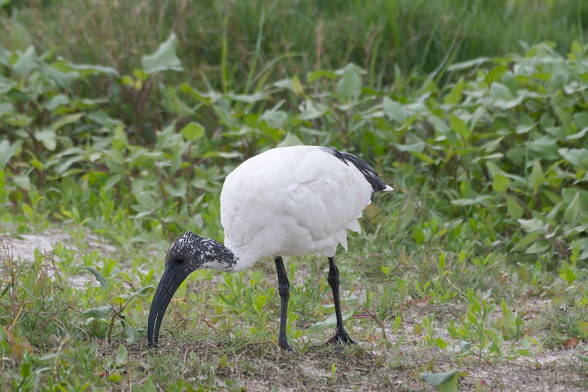 ibis posvátný - ML642482187