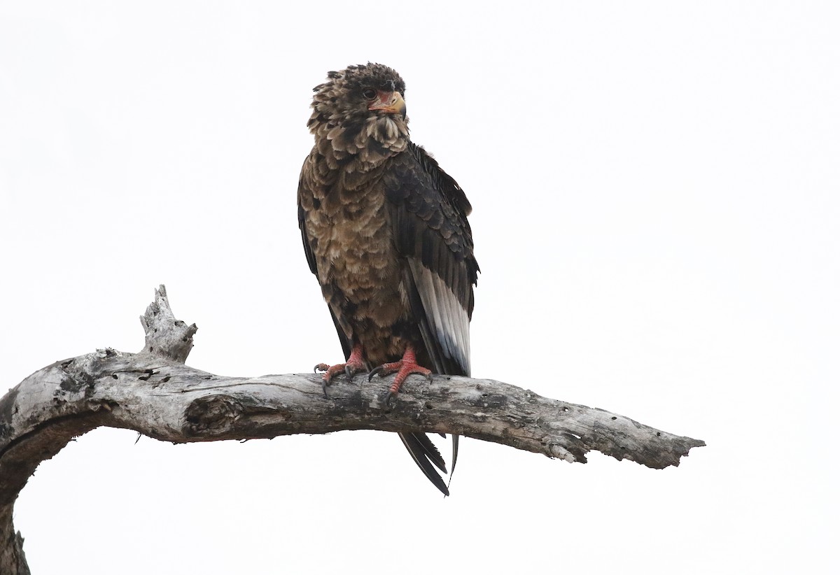 Bateleur - ML642482207