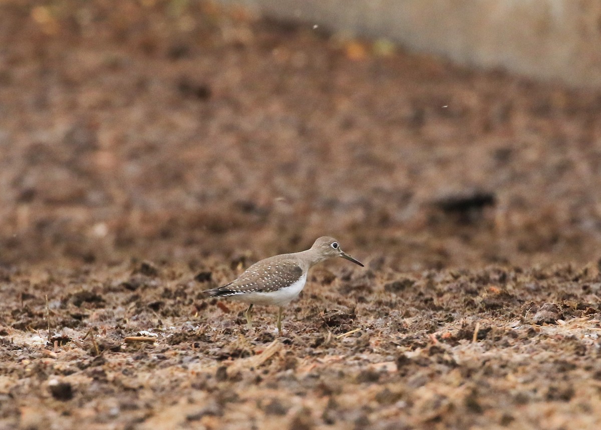 Solitary Sandpiper - ML642482218