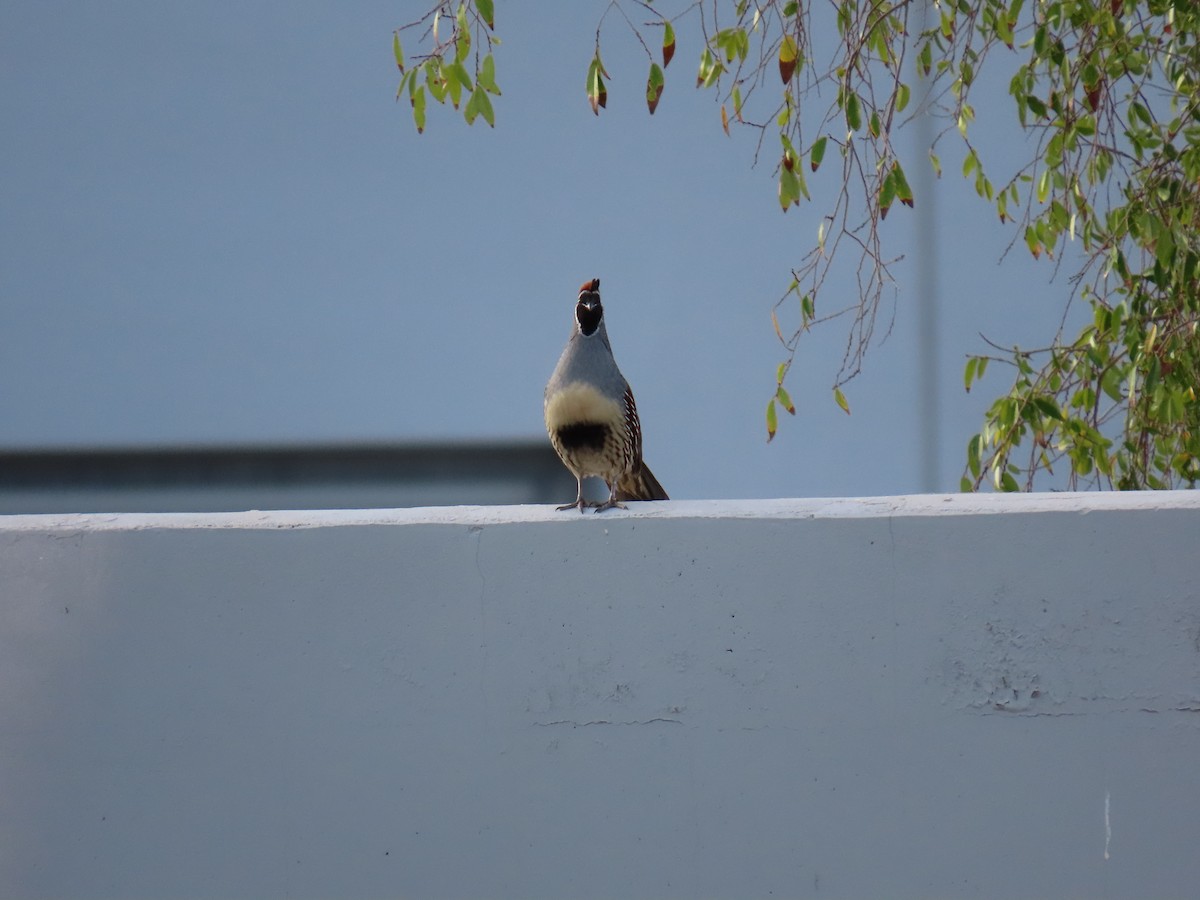 Gambel's Quail - ML642482228