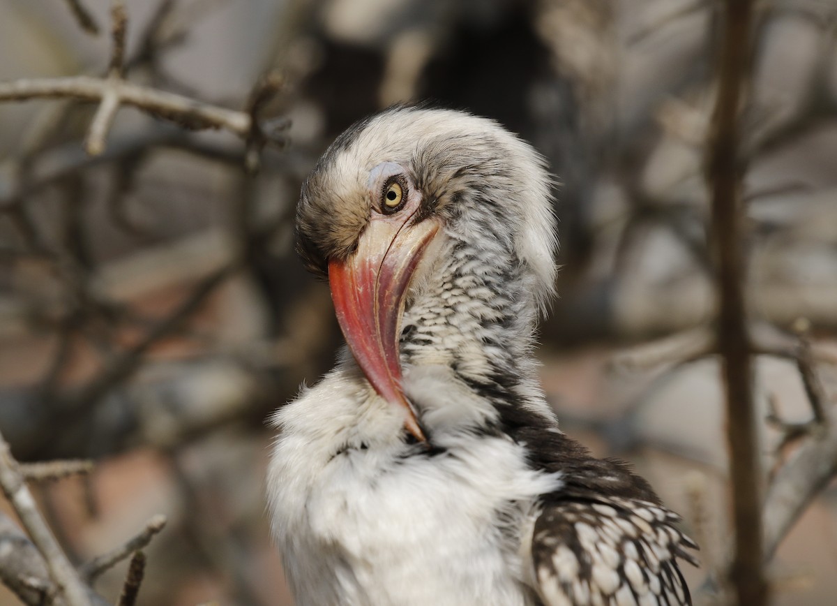 Southern Red-billed Hornbill - ML642482263