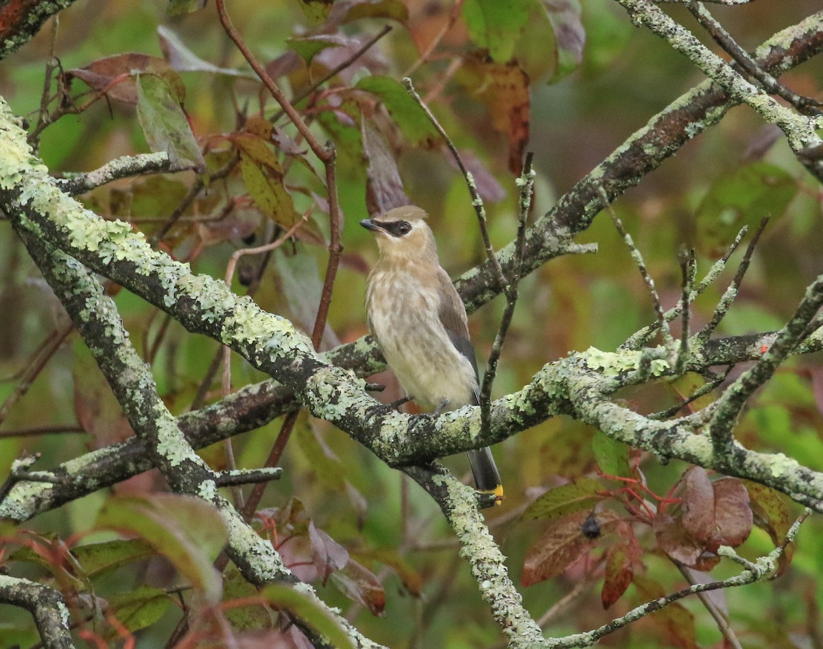 Cedar Waxwing - ML642482269