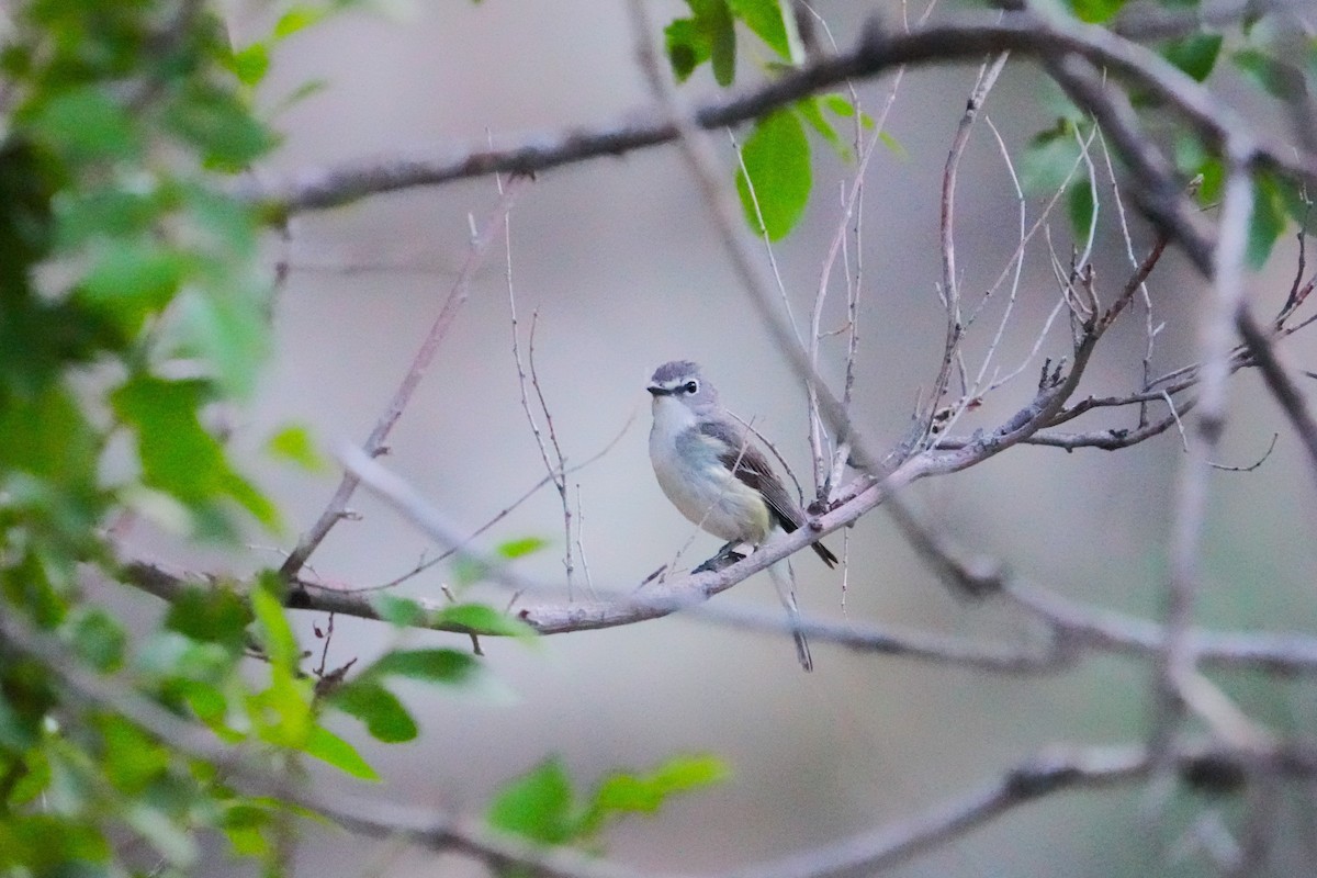 Plumbeous Vireo - ML642482273