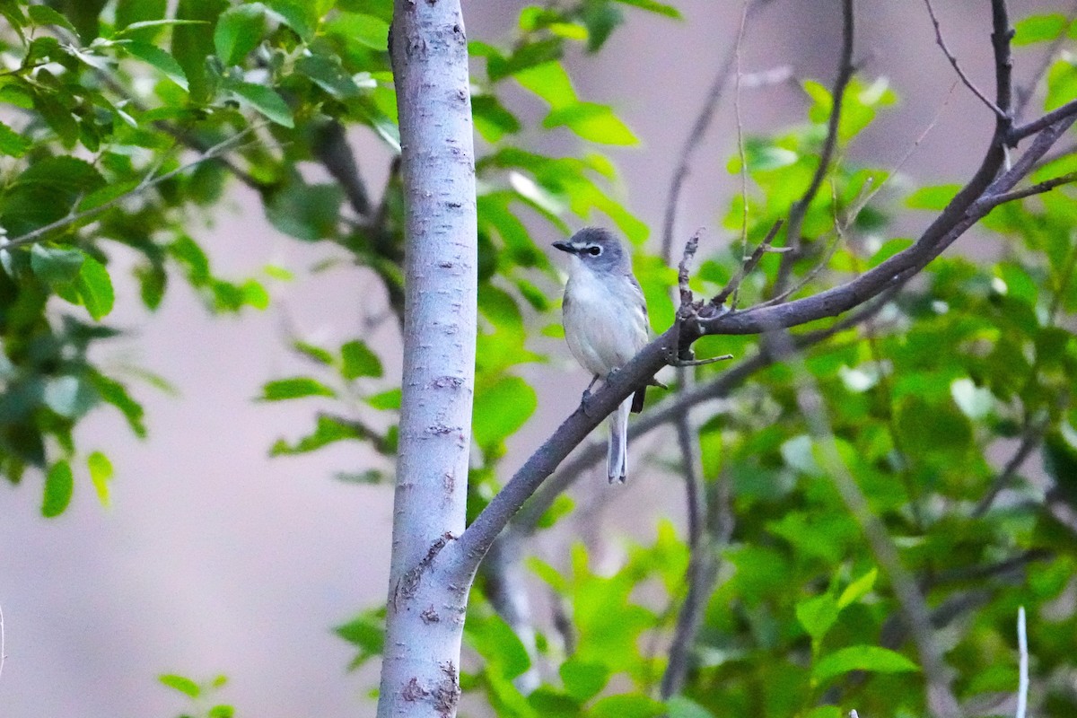 Plumbeous Vireo - ML642482277