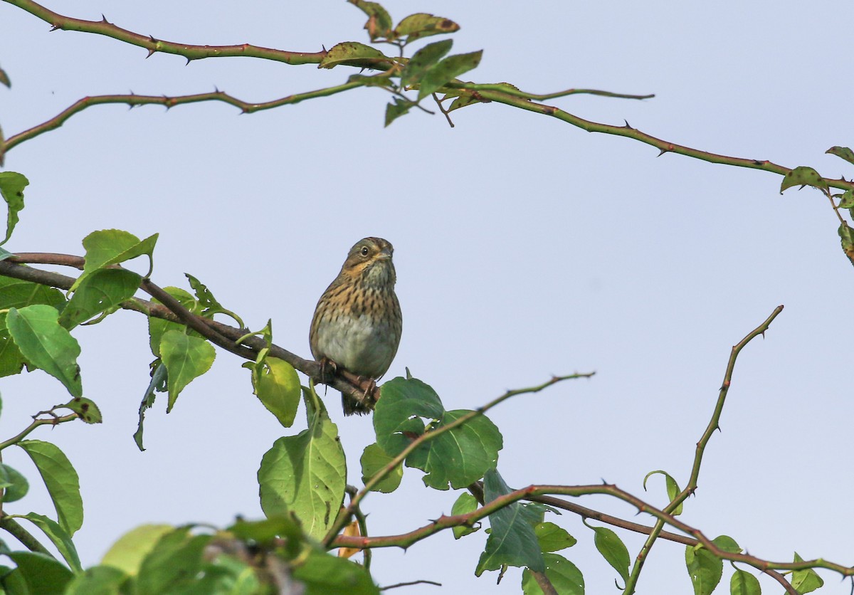 Lincoln's Sparrow - ML642482278