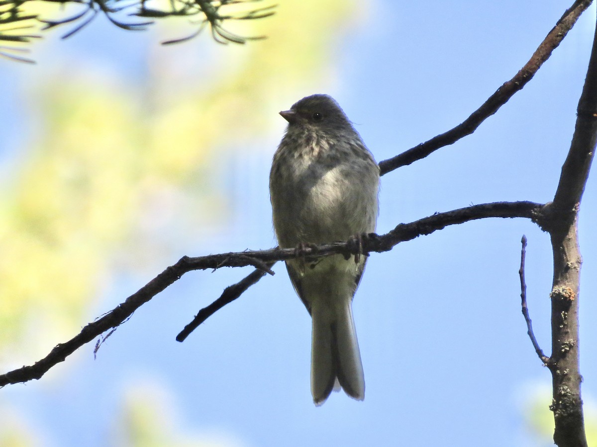 Dark-eyed Junco (Pink-sided) - ML642482282