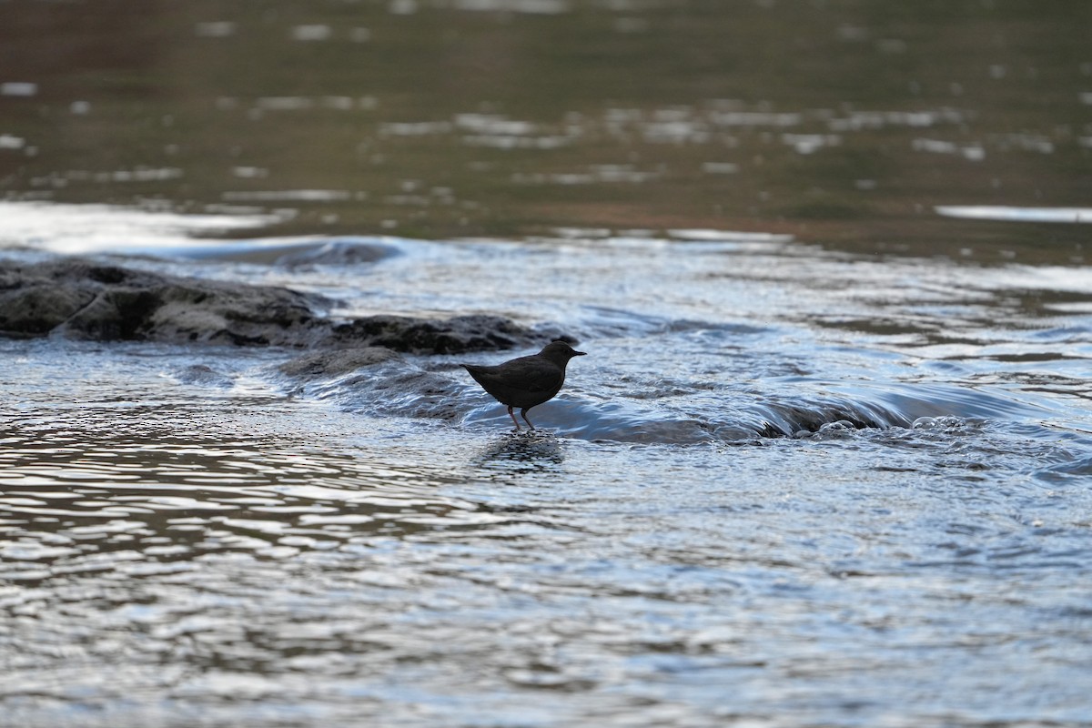 American Dipper - ML642482284