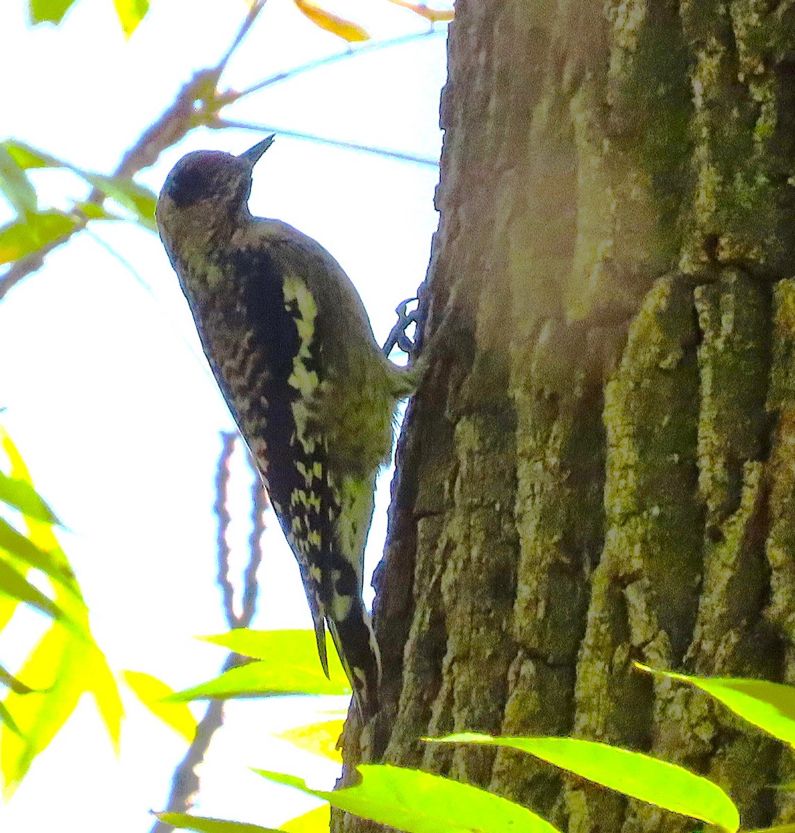 Yellow-bellied Sapsucker - ML642482294