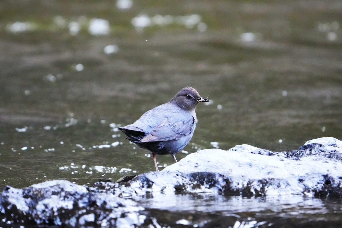 American Dipper - ML642482298