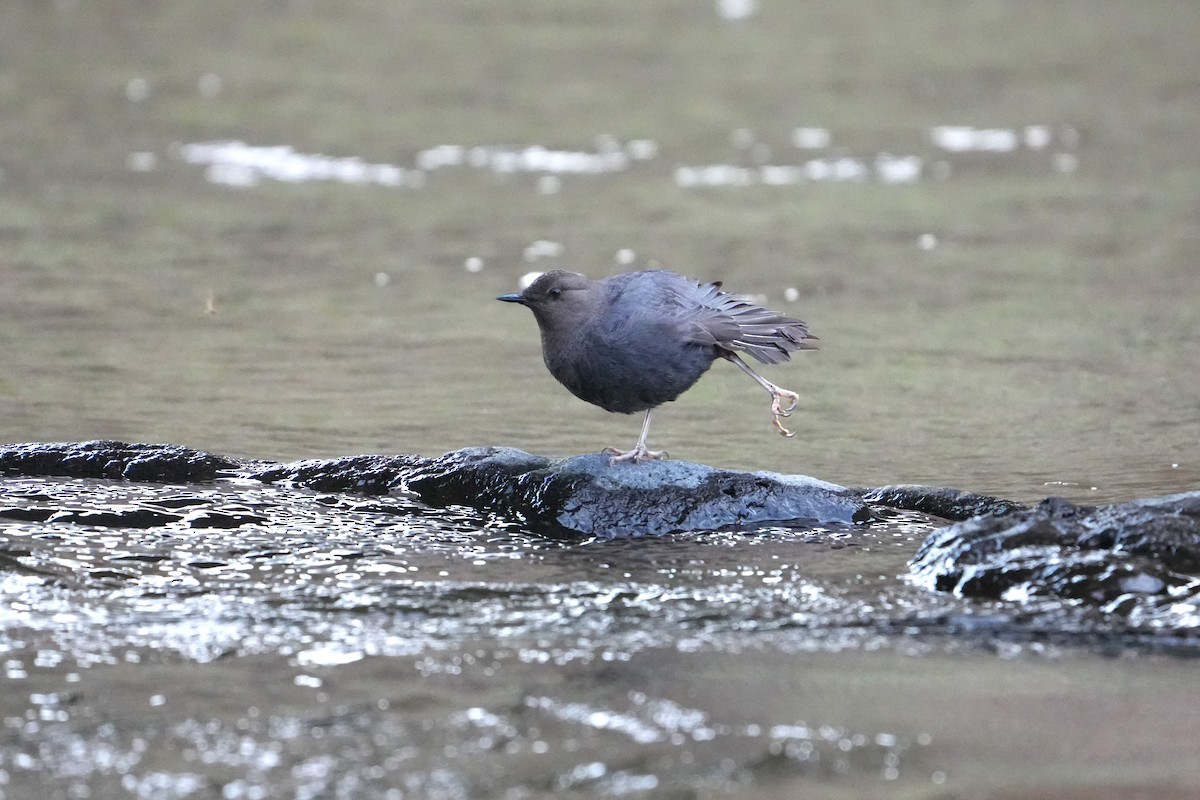 American Dipper - ML642482305