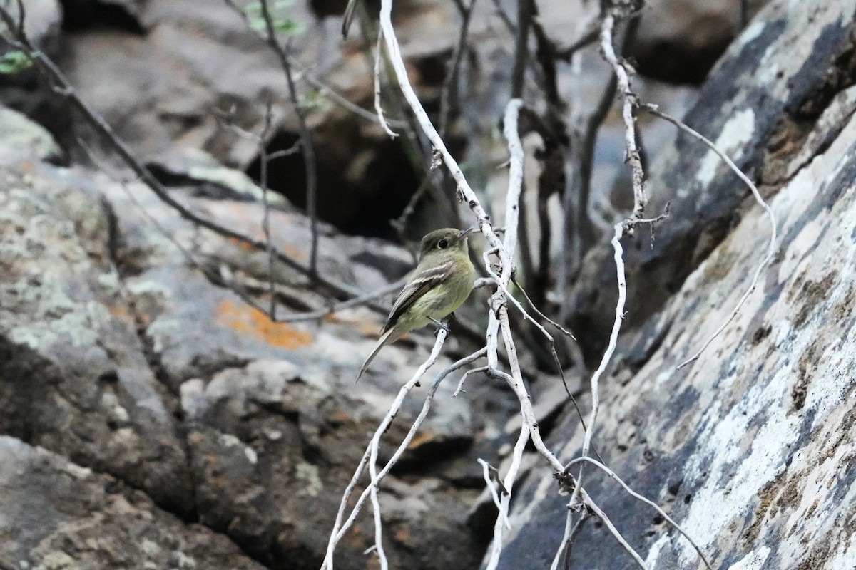 Western Flycatcher (Cordilleran) - ML642482334